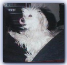 Muffy