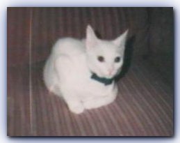Tasha