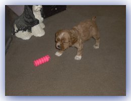 Zeus